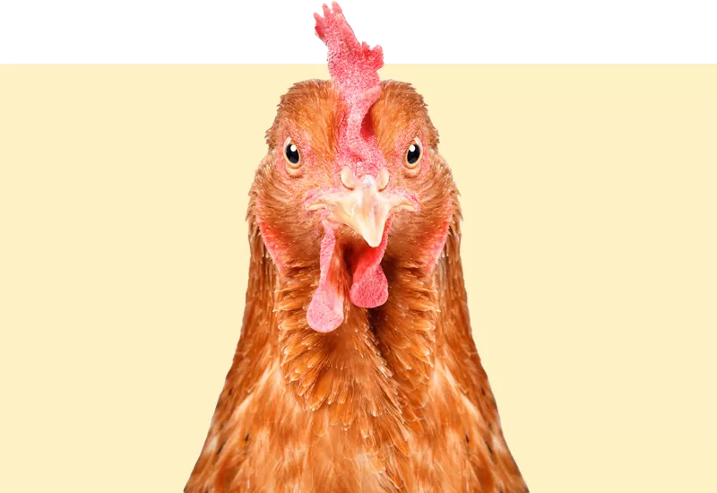 Angebot / Rassen - Soller Junghennen AG