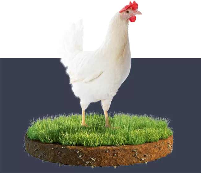 Lohmann <br>LSL-Lite - Soller Junghennen AG